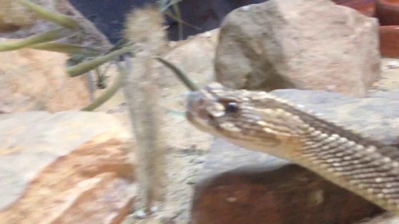 Cascabel en el Zoo de Mérida - Chorros de Milla
