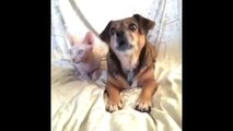 Who's your best friend Dog Loves Cat Vine By Lilly And The Hairless