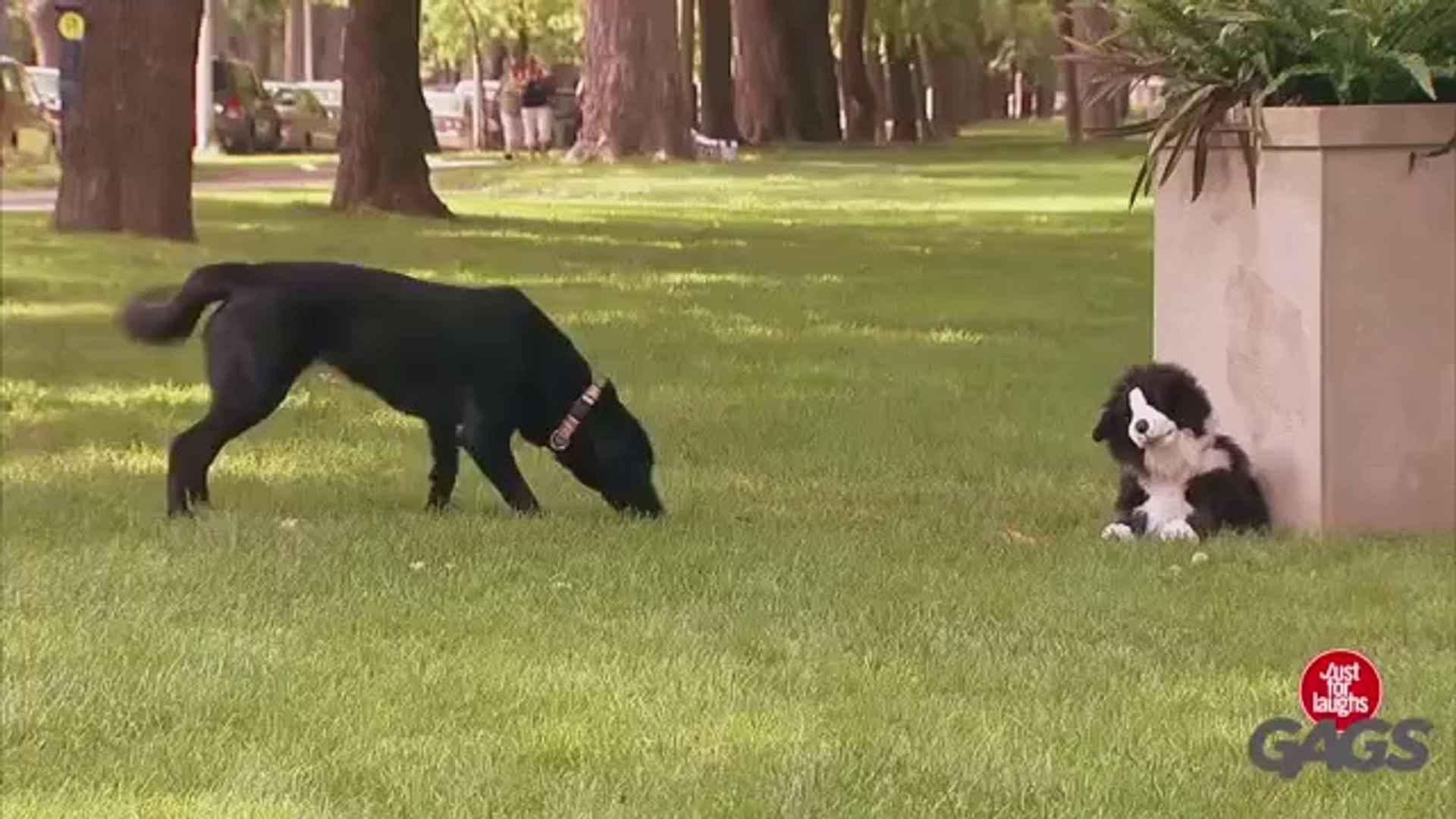 ⁣Stuffed Dog Attacks Real Dog