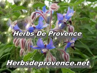 Efficient use of herb de Provence for improvement of humans