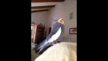 Rocco - Rocky Rocco = Talking Cocktail