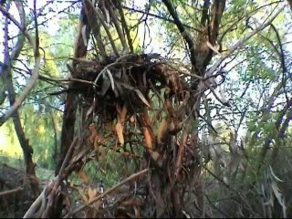 THX THEATRICAL COMMERCIAL - DIRECTED BY RENNIE COWAN