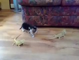 İlk defa iguana gören masum kedi