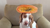 Un chien pose avec des fruits et légumes sur sa tête.