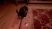 Un chat devient fou à cause d'un laser