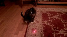 Cat Goes Crazy With Laser Pointer On Head