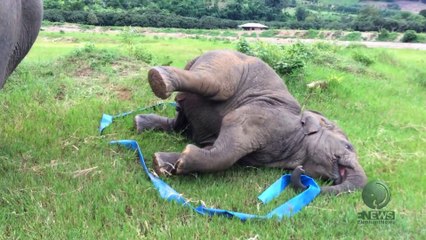 Elephants play with ribbons