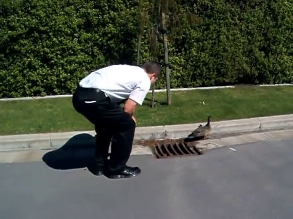 Sauver des petits canards bloqués dans une bouche d'égout!