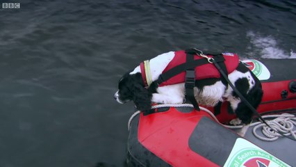 Amazing Search Dog Can Smell Through Water And Mud