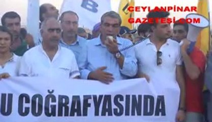 ceylanpınar barış zinciri