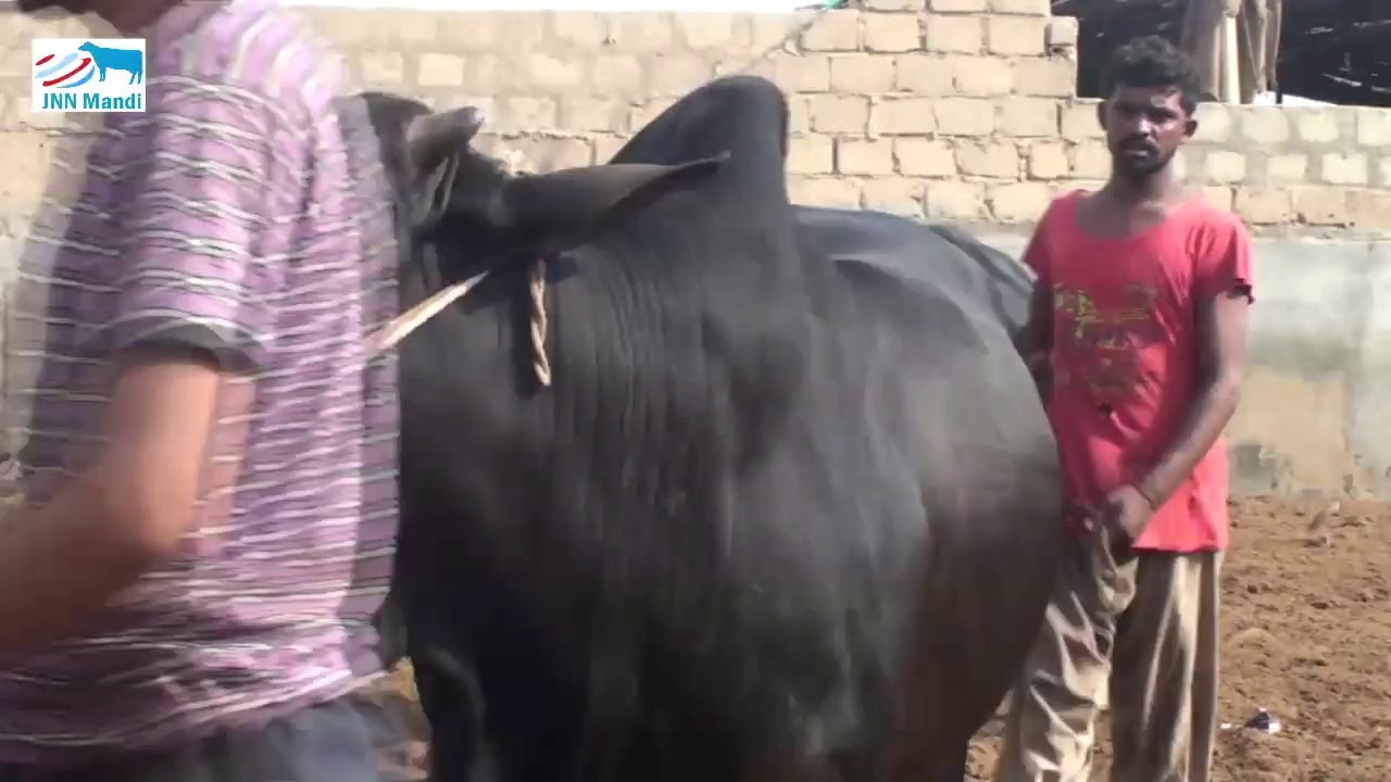rahmat farm part 2