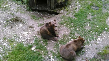 Ines n'aime pas les ours!!