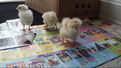 Funny baby - funny baby videos - Most Funny Babies in 2014 - funny animals - Funny Babies(Risingformuli)