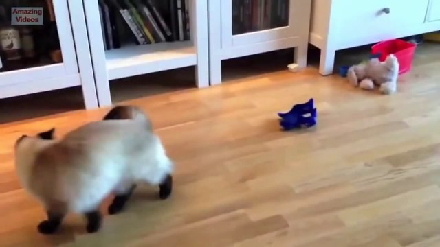 Funny Cats - Funny Cat Videos (Better Than Funny Pranks) - Funny Videos 2014(Risingformuli)