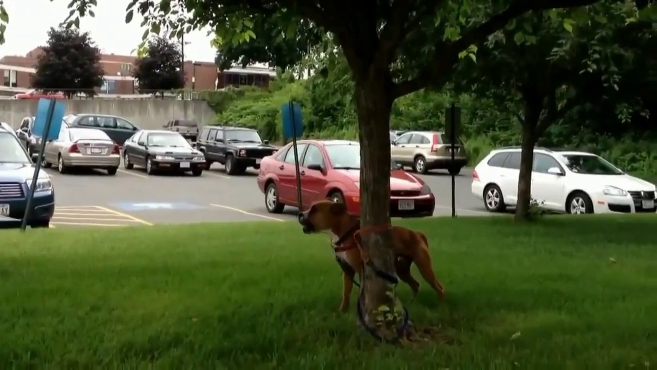 Funny dogs - Funny animals - Funny Videos - best funny dogs Compilation 2014(Risingformuli)