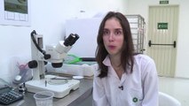 بعوض معدل جينيا لمكافحة حمى الضنك في البرازيل