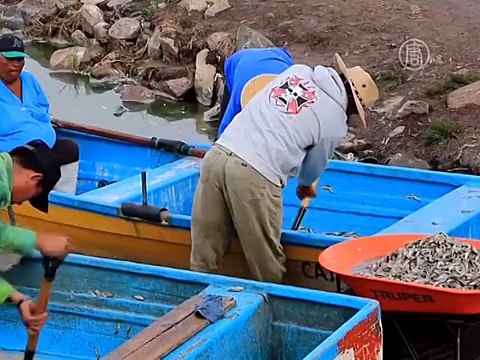 В Мексике произошла массовая гибель рыбы