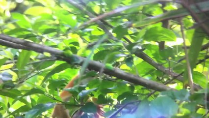vacances été 2014 - Panama, Costa Rica, Nicaragua