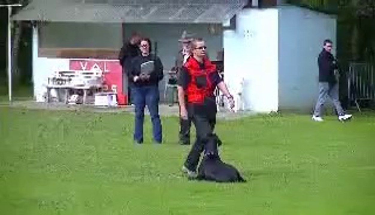 daicko du bois de liers brevet obeissance  31 08 2014