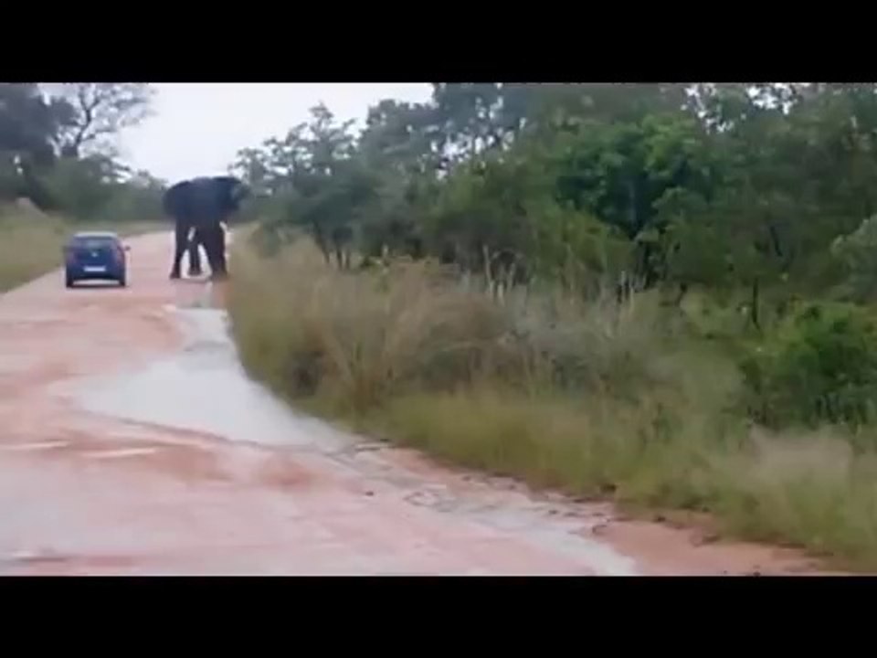 Kruger National Park elephant attack goes viral