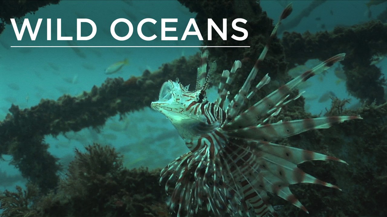 Wreck turns into mini-reef in just 6 months