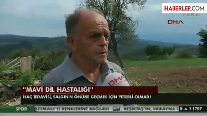 Mavi Dil Hastalığı Nedeniyle Karantina Uygulaması Başlatıldı