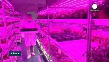 Producir caucho para neumáticos a partir de diente de león