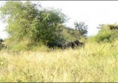 Wildebeests Travel Around the Same Bush Over and Over