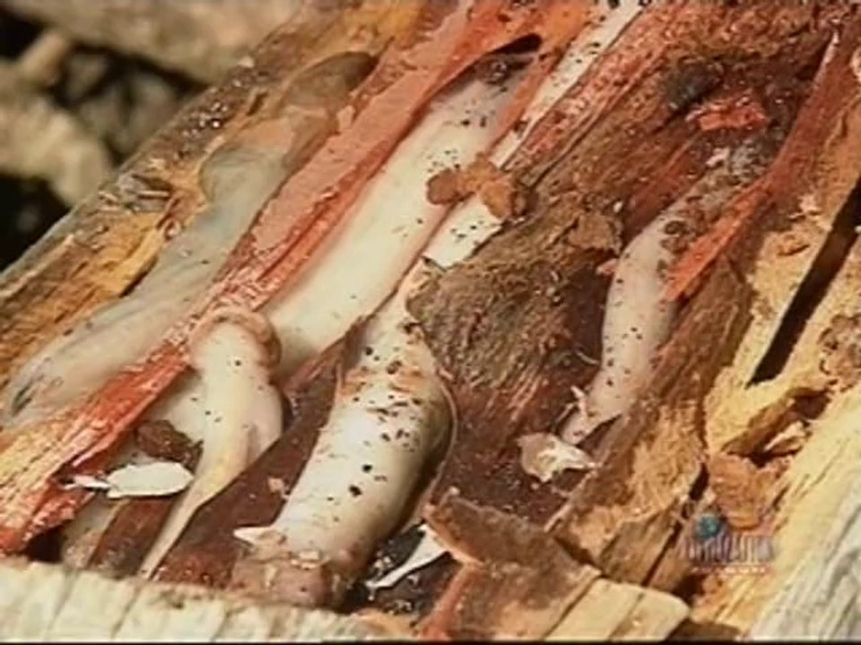 Ray Mears' World Of Survival S01E02 - Arnhemland