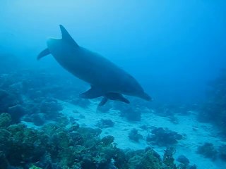 Mer rouge Dauphins