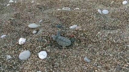 HTC One E8, тест камеры - Новорожденная черепаха