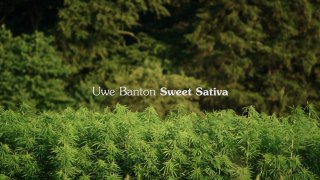 Uwe Banton - Sweet Sativa
