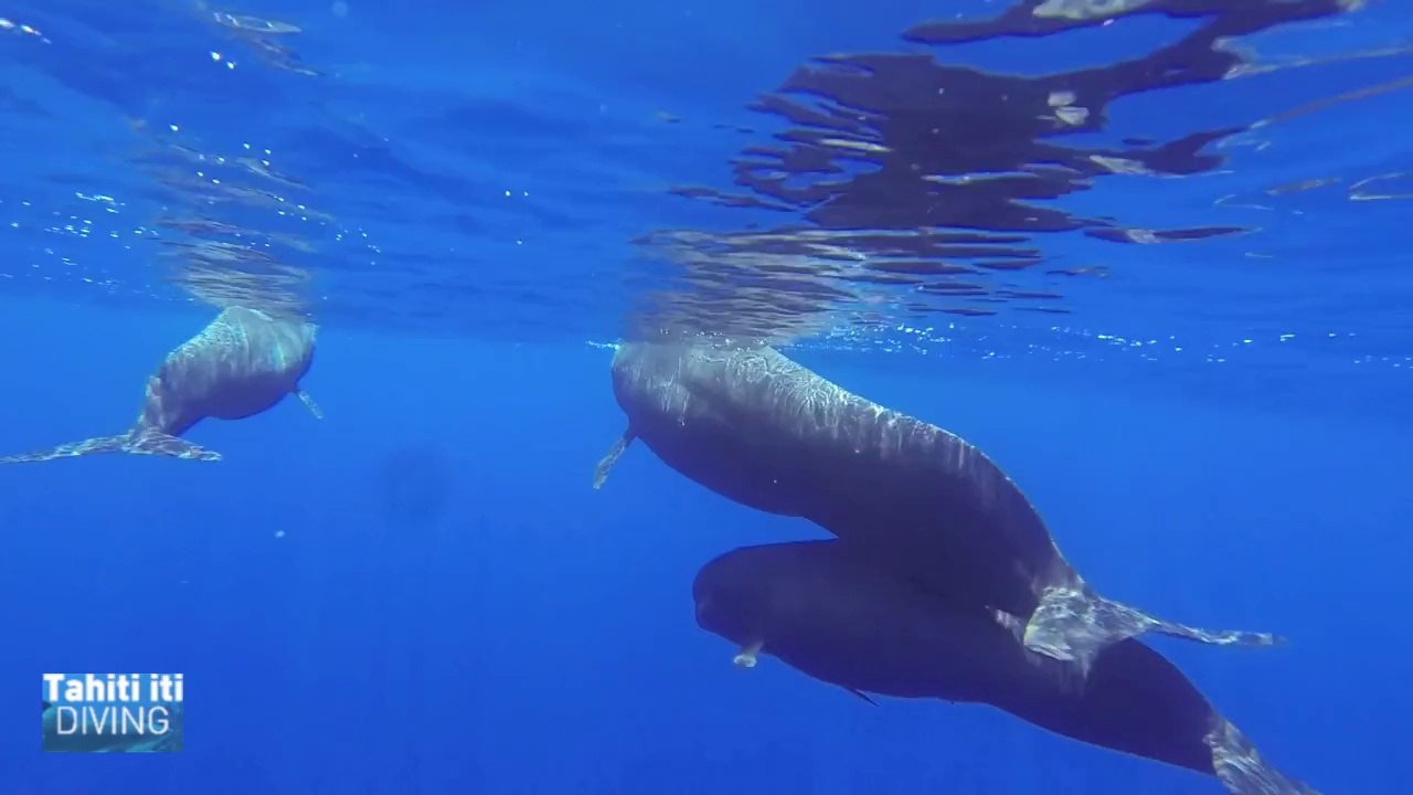 GLOBICEPHALE à TEAHUPOO TAHITI POLYNESIE PENDANT LA FINAL DE LA BILLABONG PRO