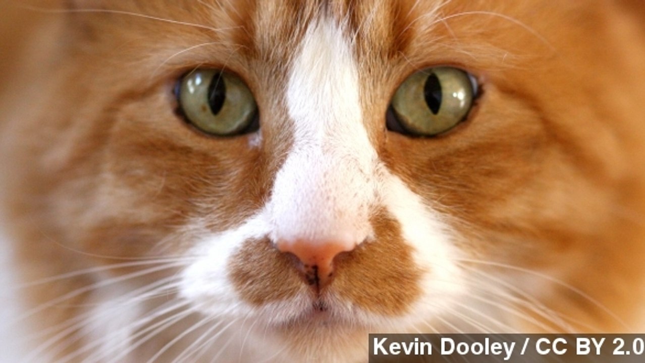 Get A Mortgage, Receive A Cat — Only In Russia