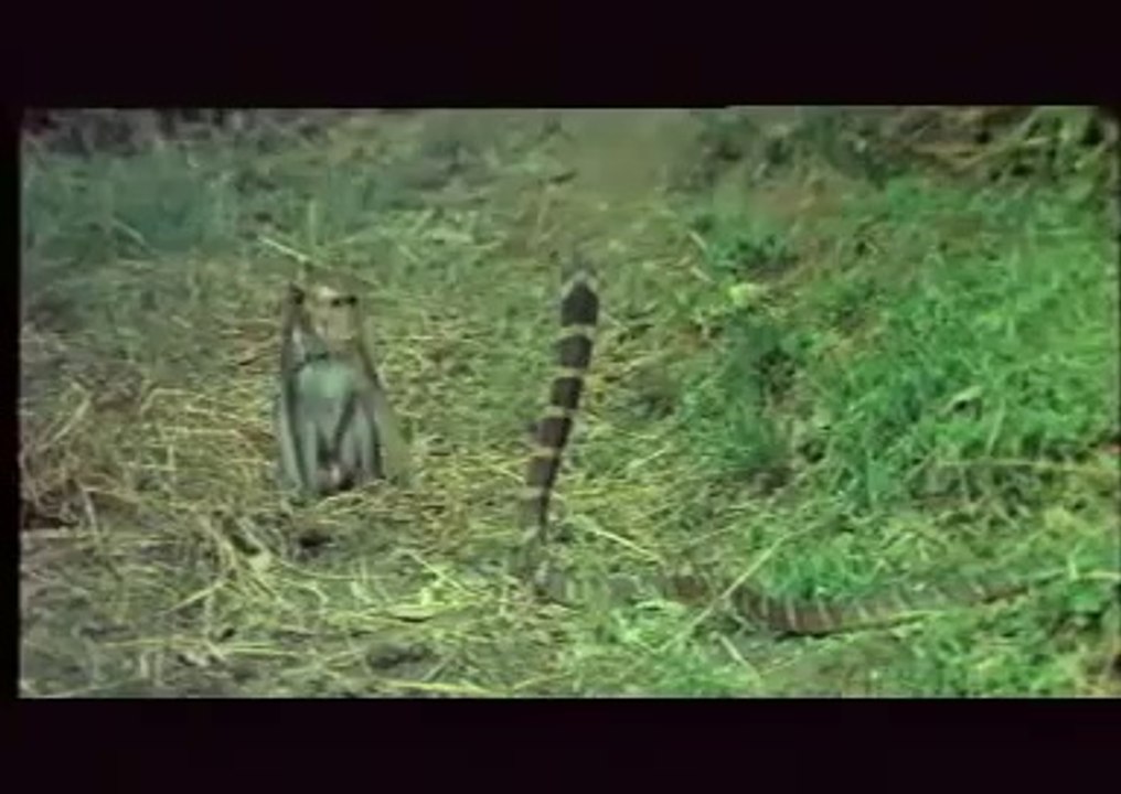 snake annd monke fight