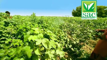 BOLTON - TV Commercial (Swat Agro Chemicals)