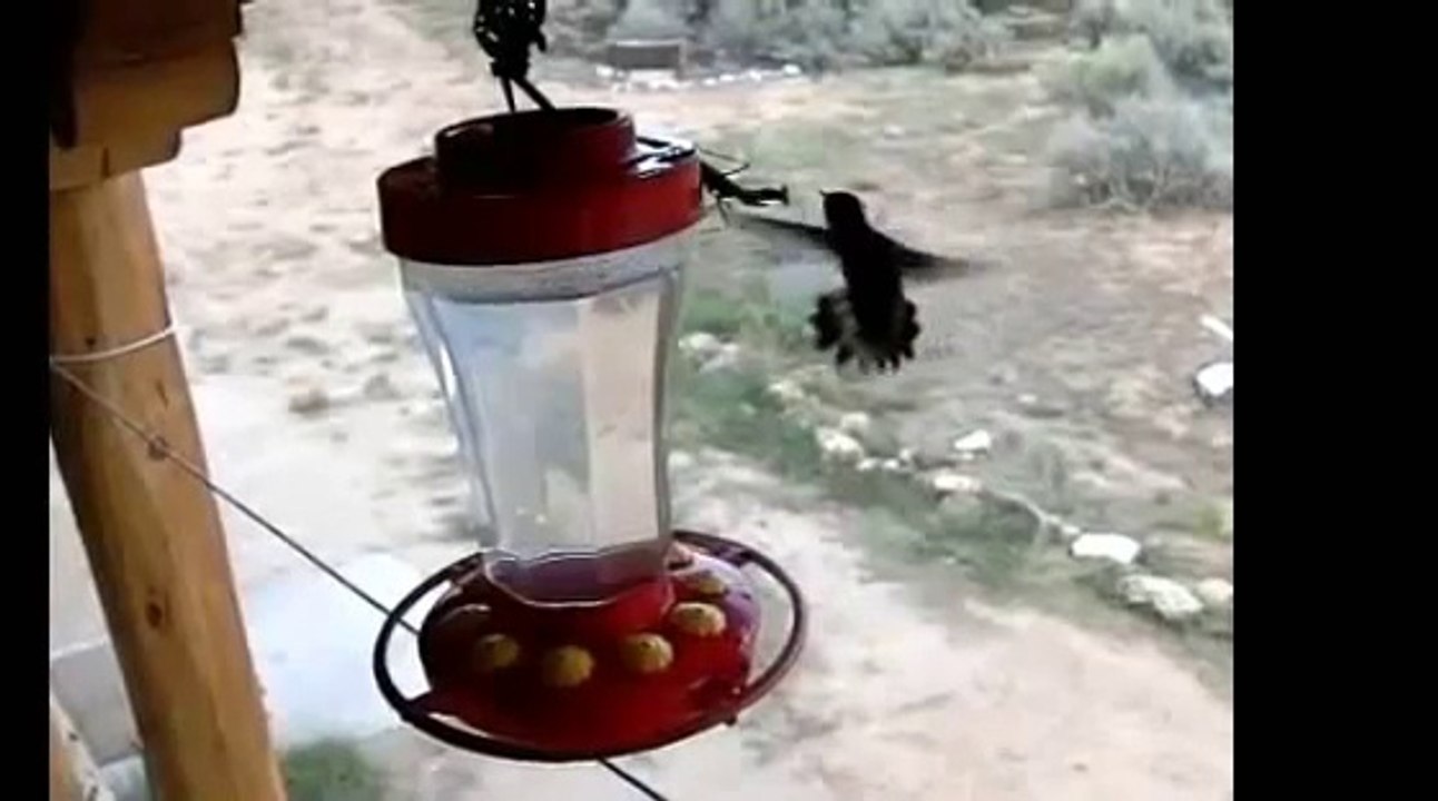 Praying Mantis Attacking a Humming Bird
