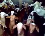 Lamb choir