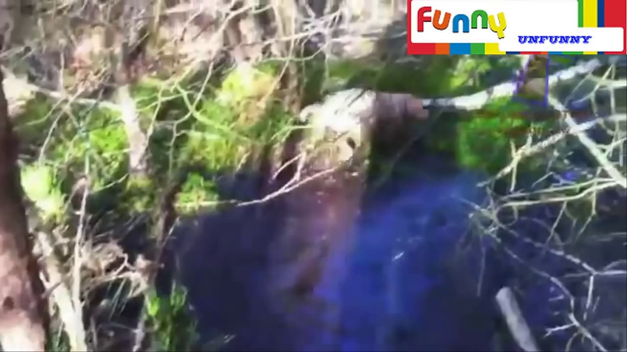 Best funny dog fail compilation 2014