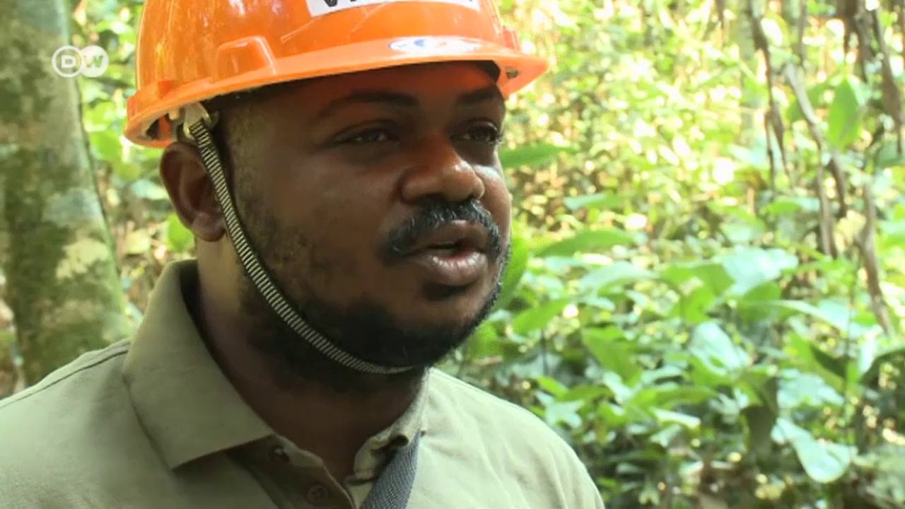 Der Bonobo - Waldretter und Arbeitgeber | Global Ideas