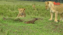 Lion Vs Mangouste... Elle tient tête à 4 lionnes!