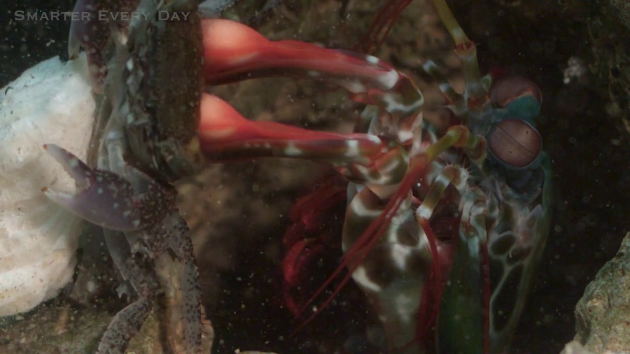 Attaque d'une crevette "mantis shrimp" en slow motion. Violent!