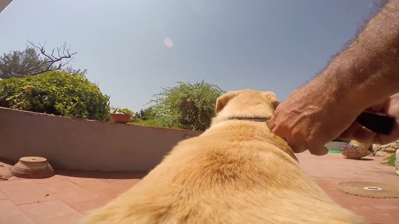 Dans la peau d'un Labrador! GoPro sur le dos!