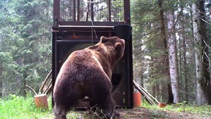 ORSO DELLE ALPI CARNICHE, ECCO IL FILMATO