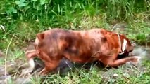 Best Funny Video New Compilation 2014 Animals, Babies, Accidents, Fails, Russia, Stupid, People, V(1)