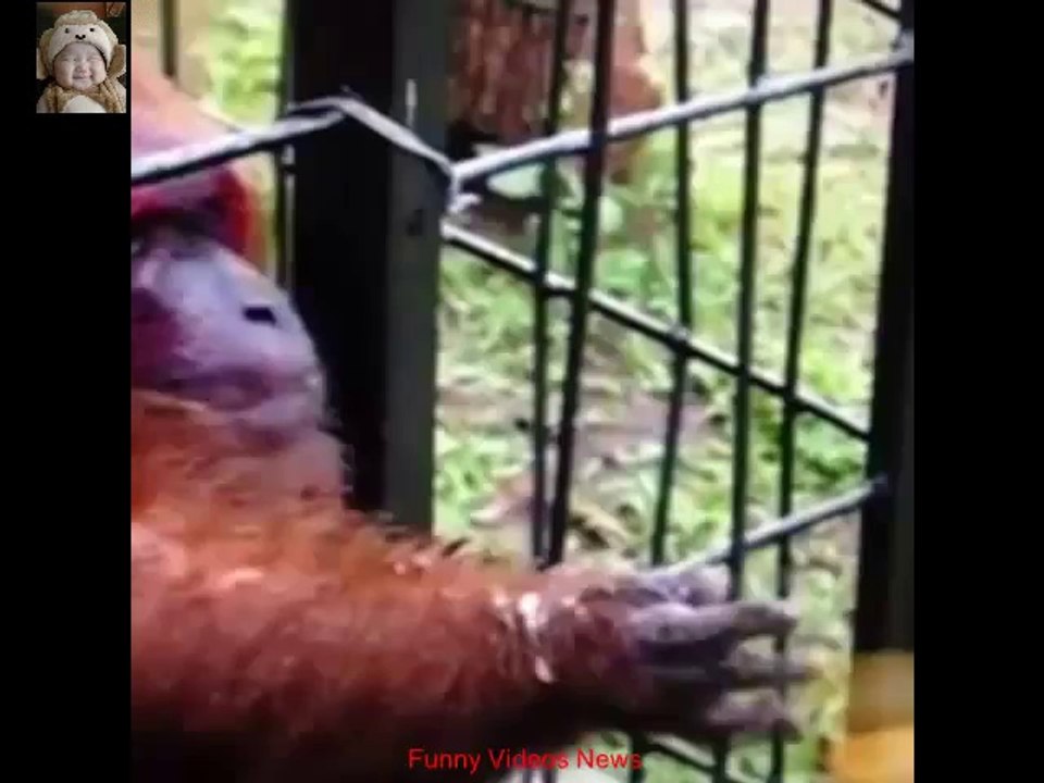 Funny Videos – Funny Animals Compilation 2014 #1