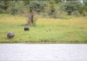 Baby Hippo Entertains Itself Chasing Birds