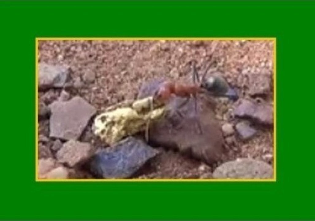 Thieving Ant Seizes a Golden Opportunity