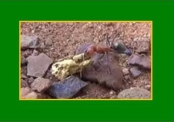 Thieving Ant Seizes a Golden Opportunity