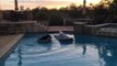 Doberman Puppy Jumps Into Pool Trying to Be With Maltese